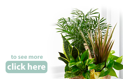 Plants and Living Greens